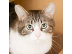 Adopt Peppers a Domestic Short Hair