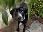 Adopt ISAIAH a Plott Hound, Mixed Breed