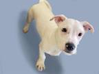 Adopt BART a Scottish Terrier, Labrador Retriever