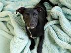 Adopt GLENN a Scottish Terrier, Labrador Retriever