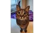 Adopt Freddy a Domestic Short Hair