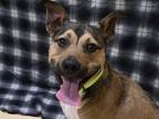 Adopt Tuna a Pit Bull Terrier, Wirehaired Terrier