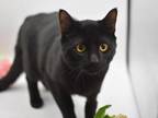 Adopt Peter a Domestic Short Hair