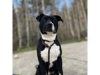 Adopt Joey a Pit Bull Terrier, Hound