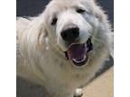 Adopt Olaf a Great Pyrenees