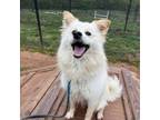 Adopt Coconut a Mixed Breed, Pomeranian