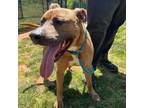 Adopt Joey a Pit Bull Terrier