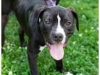 Adopt Hawthorn a Labrador Retriever, Mixed Breed