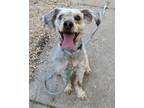 Adopt Frankie a Mixed Breed