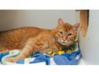 Adopt Ginger a Domestic Short Hair