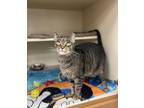 Adopt Steely Daniel a Domestic Short Hair