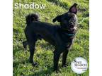 Adopt Shawdow a Cairn Terrier, Pug