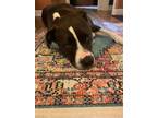 Adopt DIESEL a Pit Bull Terrier, Labrador Retriever