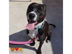 Adopt CHEERIO a Pit Bull Terrier, Mixed Breed