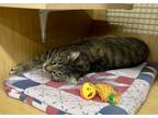 Adopt Tipper (21-479) a Tabby