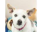 Adopt Charming Charlie a Rat Terrier