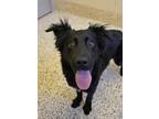 Adopt Dr Pepper 51942 a Border Collie, Mixed Breed