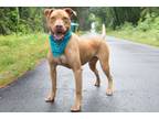 Adopt Hoppy a American Staffordshire Terrier, Mixed Breed