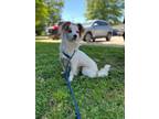 Adopt George a Terrier, Mixed Breed