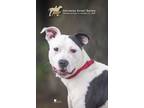 Adopt 72994A Professor Jiggly a American Staffordshire Terrier, Mixed Breed