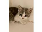 Adopt Nugget (jerry broyles) a Domestic Short Hair