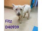 Adopt Fitz a West Highland White Terrier / Westie