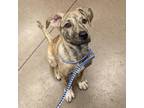 Adopt Seabiscuit a Mastiff, Mixed Breed