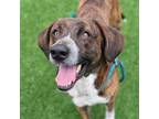Adopt Newton a Coonhound, Mixed Breed