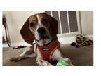 Adopt Mack ~ a Beagle