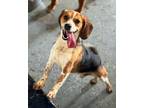 Adopt Mack DD a Beagle