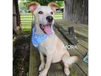 Adopt Mork a Mixed Breed
