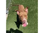 Adopt Trantham a American Staffordshire Terrier