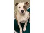 Adopt AMOS a Pit Bull Terrier