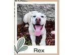 Adopt REX a Rhodesian Ridgeback