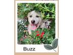 Adopt BUZZ a Rhodesian Ridgeback