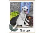 Adopt SARGE a Rhodesian Ridgeback