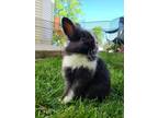 Adopt Louis Hopkins a Bunny Rabbit