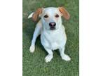Adopt Egg Roll a Mixed Breed