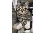 Adopt Jeremiah a Domestic Short Hair