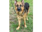 Adopt JOHN DUTTON a German Shepherd Dog, Mixed Breed