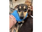 Adopt SUNNY a Rat Terrier