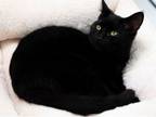 Adopt Morgan a Domestic Short Hair