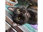 Adopt Mellow Martian a Domestic Short Hair