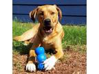 Adopt Wrangler a Retriever