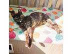 Adopt Lightning Bug a Domestic Short Hair