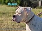 Adopt Casper a Boxer