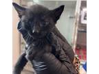 Adopt Midnight /0232 a Domestic Short Hair