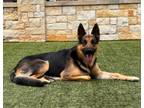 Adopt Ranger a German Shepherd Dog, Mixed Breed