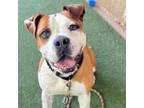 Adopt Tanker a Mixed Breed