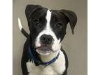 Adopt Ace a Boxer, Labrador Retriever